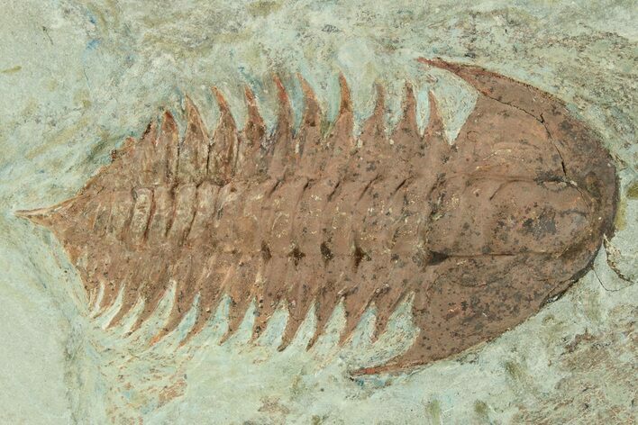 Bargain, Trilobite (Pseudosaukianda) - Issafen, Morocco #233349